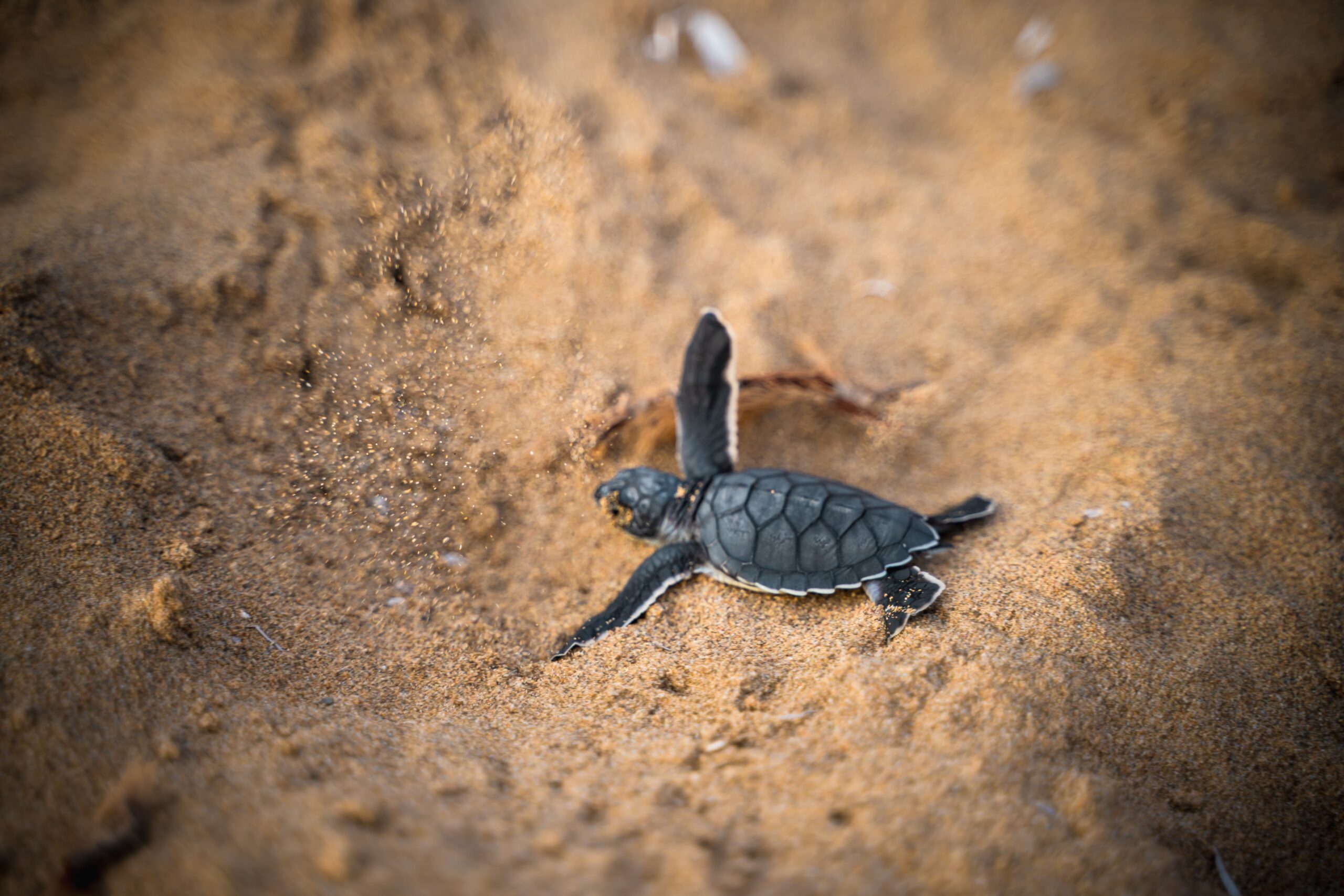 Velas Turtle Trip